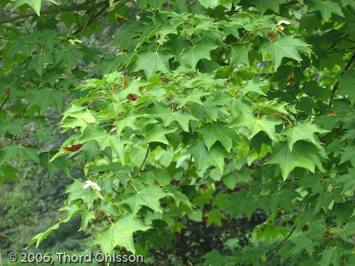 Acer cappadocicum